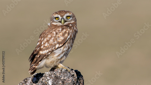 The little owl look to me