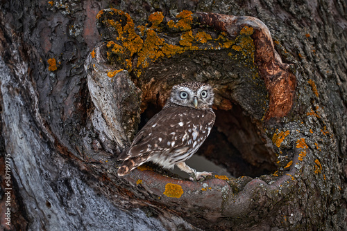 Little owl in the tree nest, forest in Europe, portrait of small bird in the nature habitat, Spain. Tree nesting hole with little owl, Athene noctua.
