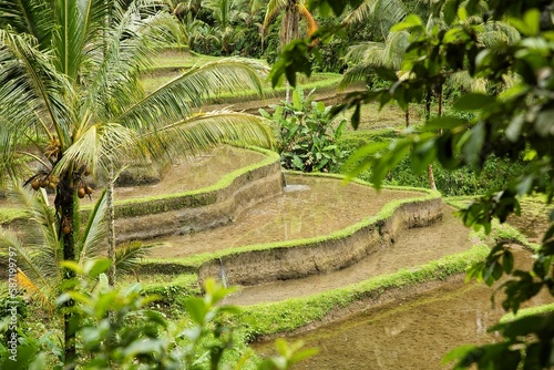 Panoramic view over the tropical Tegalalang rice terraces of Ubud in Bali, Indonesia, surrounded by palm trees.