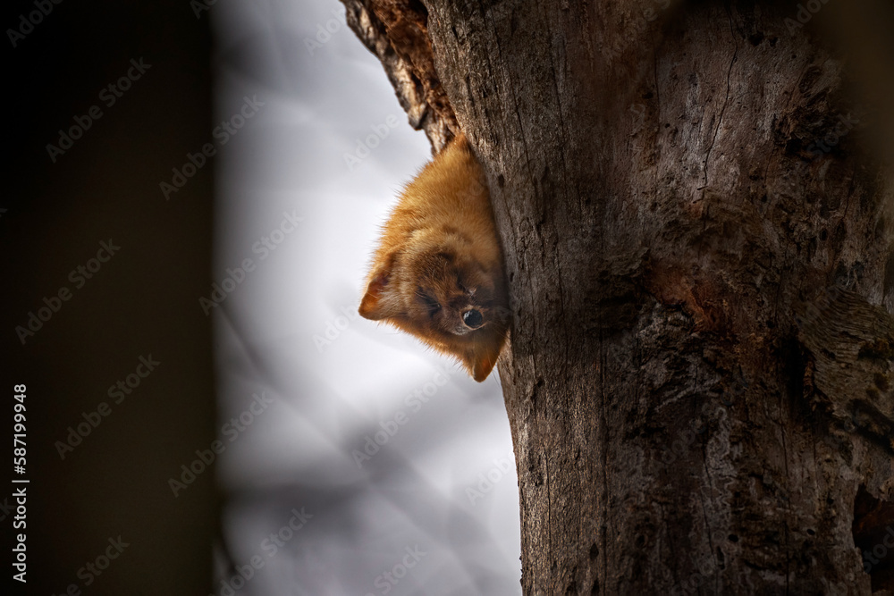 Forest marten, Martes martes, in the tree nest hole. Cute fur coat forest mammal in the nature habitat, Brdy mountains reserve in Czech Republic, Europe. Nature wildlife. Marten between the trees. Forest marten, Martes martes, in the tree nest hole. Cute fur coat forest mammal in the nature habitat, Brdy mountains reserve in Czech Republic, Europe. Nature wildlife. Marten between the trees.