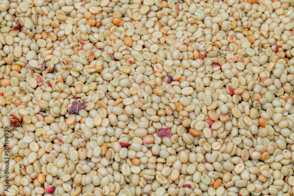 Coffee beans,In the ferment and wash method of wet processing Coffee beans,In the ferment and wash method of wet processing