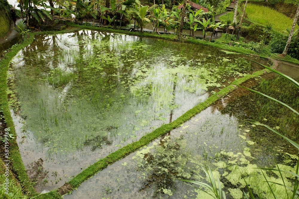 A rice pool in which the palm trees are reflected at the tropical Tegalalang rice terraces of Ubud on Bali, Indonesia, surrounded by palm trees. A rice pool in which the palm trees are reflected at the tropical Tegalalang rice terraces of Ubud on Bali, Indonesia, surrounded by palm trees.