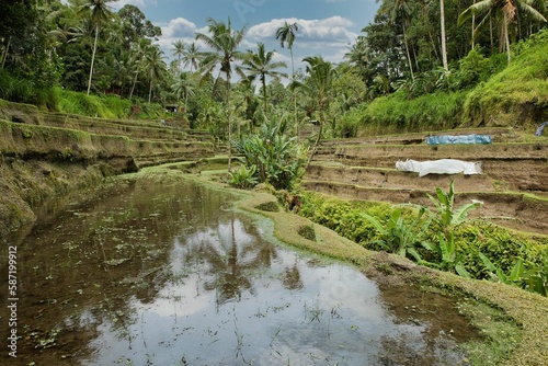 The tropical Tegalalang rice terraces of Ubud on Bali, Indonesia, surrounded by palm trees, in the foreground a rice pond in which the palm trees are reflected.