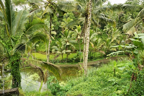 The tropical Tegalalang rice terraces of Ubud in Bali, Indonesia, surrounded by the palm tree, palm trees in the foreground.
