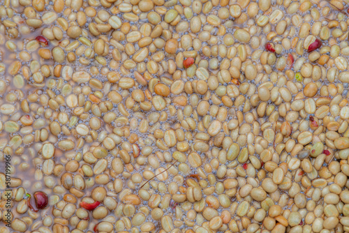 Картината върху платно Coffee beans,In the ferment and wash method of wet processing