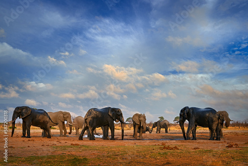 Elepahnt herd group near the water hole, blue sky with clouds. African elephant, Savuti, Chobe NP in Botswana. Wildlife scene from nature, elephant in habitat, Africa.