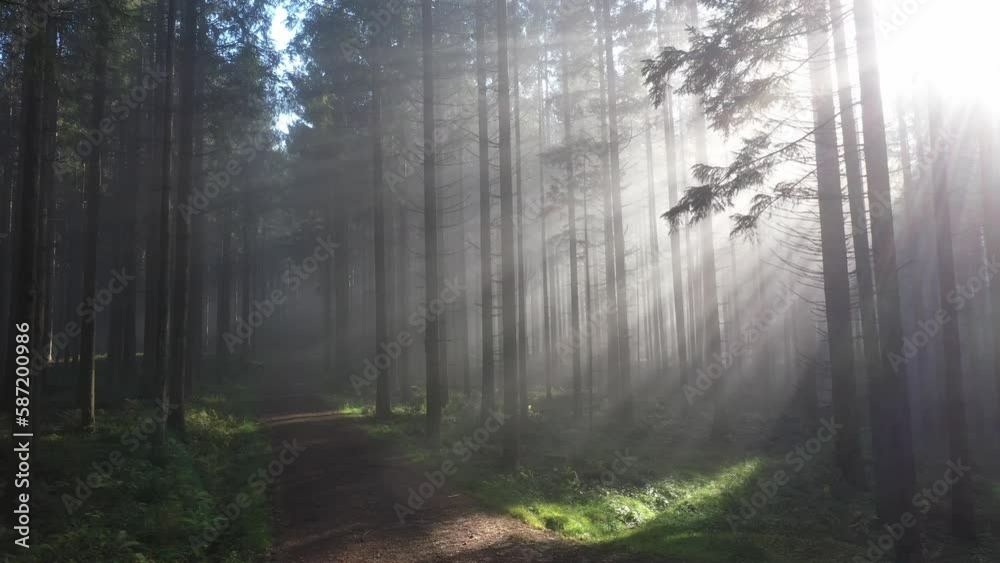 sun rays shine through the morning fog in the forest with forest path, drone photography,