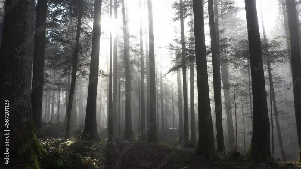 sun rays shine through the morning fog in the forest with forest path, drone photography, sun rays shine through the morning fog in the forest with forest path, drone photography,