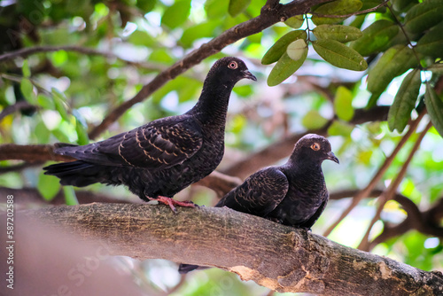 pigeon on the tree