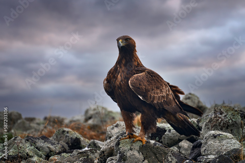 Golden eagle, walking between the stones, Rhodopes mountain, Bulgaria. Eagle, evening light, storm sky, brown bird of prey with big wingspan. Cow carcass on the rock with eagle, sunset.