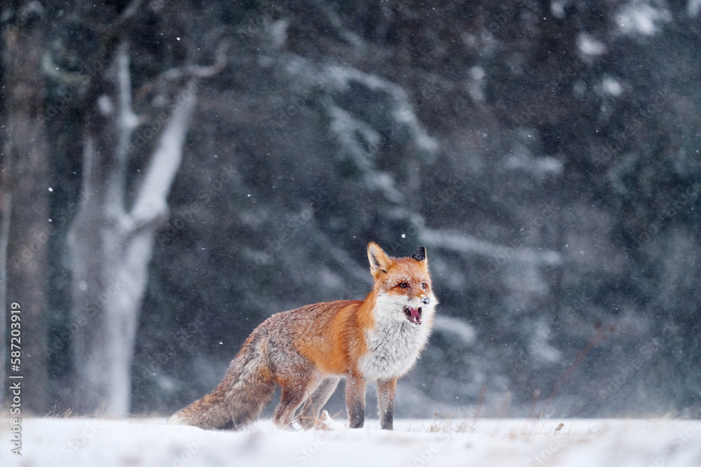 Snow storm with fox. Animal on the winter forest meadow, with white snow. Red Fox hunting, Vulpes vulpes, wildlife scene from Europe. Orange fur coat animal in the nature habitat.