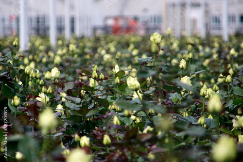 white roses at a greenhouse nursery in Moerkapelle, photo