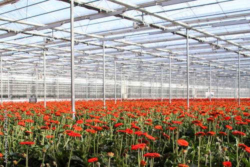 Greenhouse; LED; bellaza; gerbera; glass; growing; horticulture; lights; nieuwerkerk aan den IJssel; orange; red photo