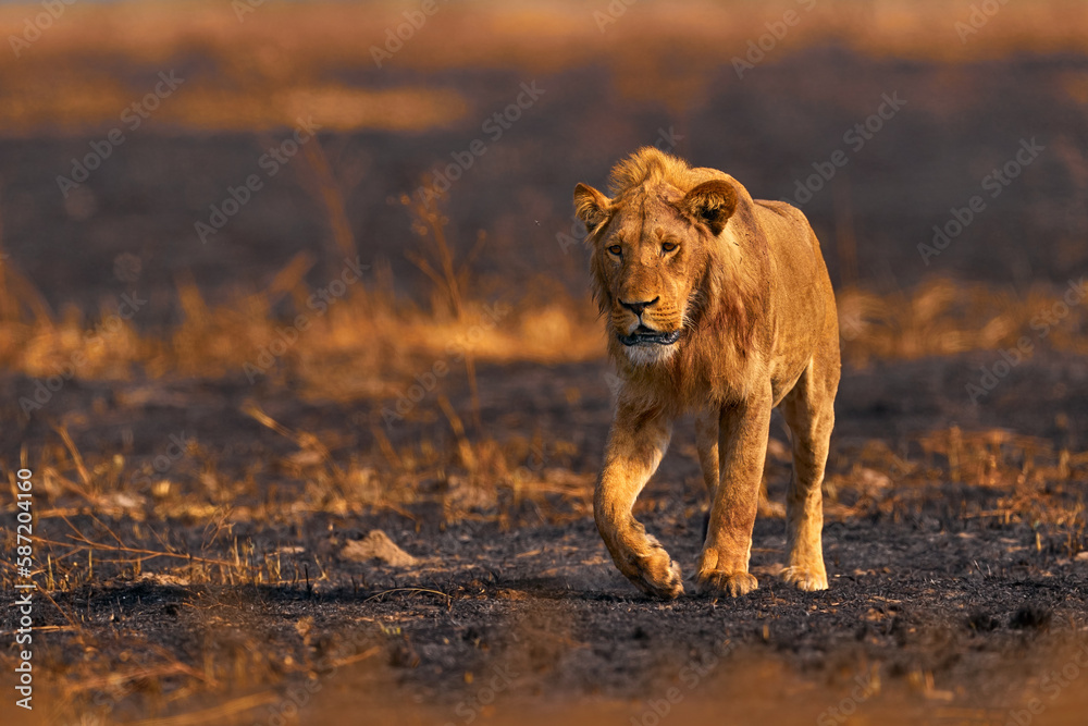 Lion, fire burned destroyed savannah. Animal in fire burnt place, lion lying in the black ash and cinders, Savuti, Chobe NP in Botswana. Hot season in Africa. African lion, male. Botswana wildlife. Lion, fire burned destroyed savannah. Animal in fire burnt place, lion lying in the black ash and cinders, Savuti, Chobe NP in Botswana. Hot season in Africa. African lion, male. Botswana wildlife.