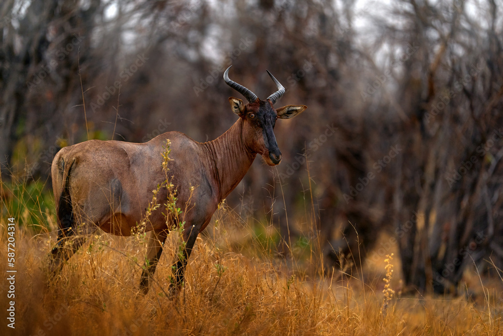Fototapeta premium Common tsessebe, Damaliscus lunatus, detail portrait of big brown African mammal in nature habitat. Sassaby, in green vegetation, Okavango delta, Botswana. Widlife scene from nature.