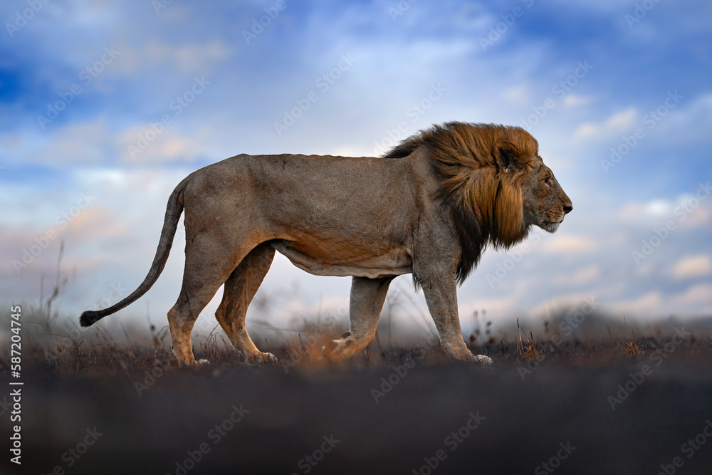 Obraz premium Lion, fire burned destroyed savannah. Animal in fire burnt place, lion lying in the black ash and cinders, Savuti, Chobe NP in Botswana. Hot season in Africa. African lion, male. Botswana wildlife.