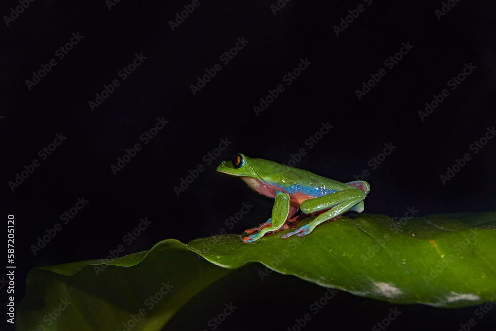 Night photography. Agalychnis annae, Golden-eyed Tree Frog, green and blue frog on leave, Costa Rica. Wildlife scene from tropical jungle. Forest amphibian in nature habitat. Dark background.