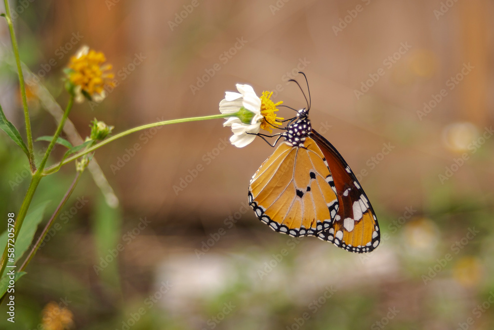 Obraz premium butterfly on flower