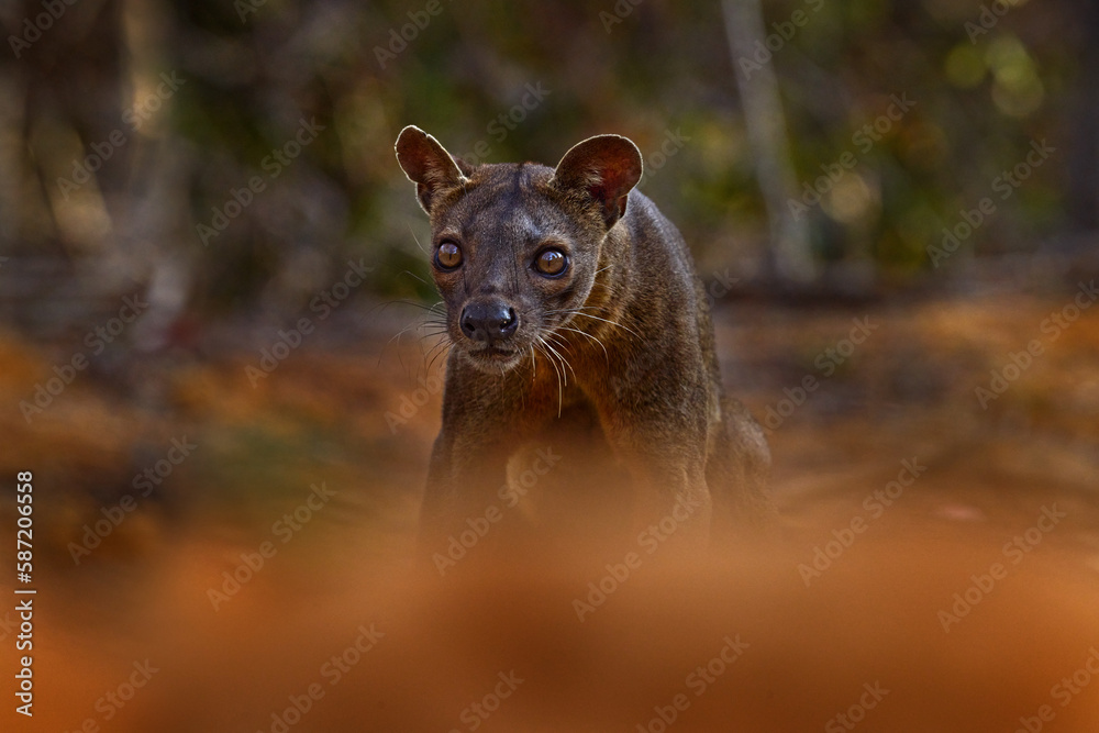 Fosa,endemic rare animal, Kirindy Forest in Madagascar. Fosa in the nature habitat. Fosa,endemic rare animal, Kirindy Forest in Madagascar. Fosa in the nature habitat.