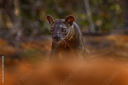 Fosa endemic rare animal  Kirindy Forest in Madagascar. Fosa in the nature habitat.