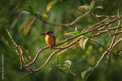 Malagasy kingfisher, Corythornis alcedo vintsioides, in nature habitat, blue orange bird sitting on brach above the water. Madagascar kingfisher in forest, wildlife Madagascar. Africa birdwatching.