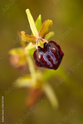 Ophrys garganica, Gargano Orchid, Gargano in Italy. Flowering European terrestrial wild orchid, nature habitat. Beautiful detail of bloom, spring scene from Europe. Wild flower on the green meadow. photo