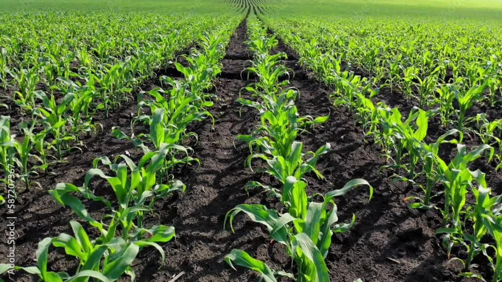 Green stalks of corn grow in the field. The seeds sown in the rows came down. Agro-industry and farming. Farmer's land. Green stalks of corn grow in the field. The seeds sown in the rows came down. Agro-industry and farming. Farmer's land.