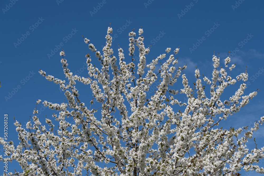 Beautiful cherry blossom, with white flowers on a blue sky background.
