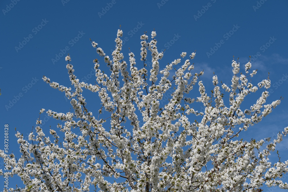 Beautiful cherry blossom, with white flowers on a blue sky background.
Beautiful cherry blossom, with white flowers on a blue sky background.
