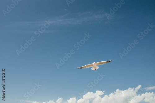 The photo depicts a white seagull with spread wings against a blue sky backdrop.