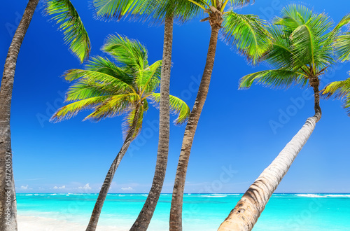 Tropical white sand beach with coconut palm trees and turquoise blue water in Punta Cana  Dominican Republic.