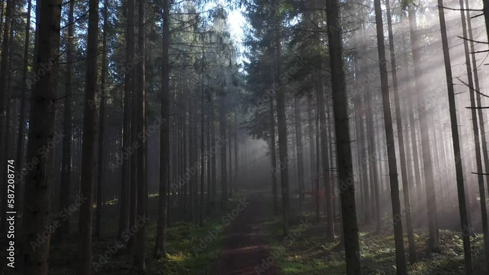 sun rays shine through the morning fog in the forest with forest path, drone photography, sun rays shine through the morning fog in the forest with forest path, drone photography,