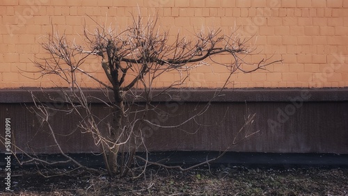 tree in the park