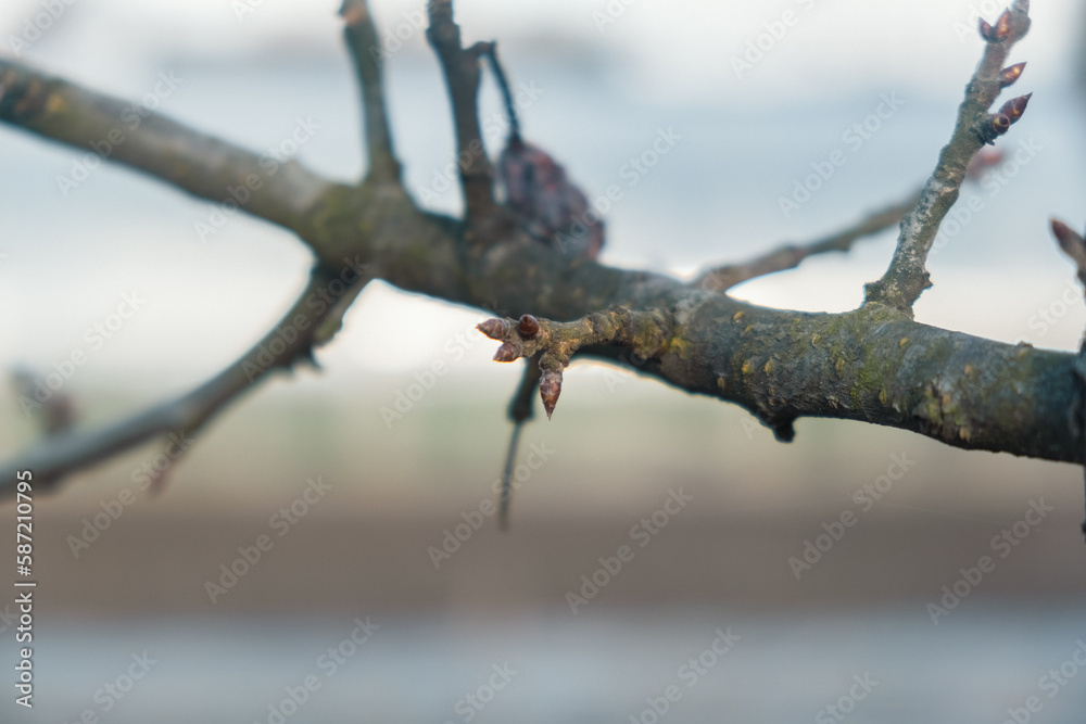 new spring buds on a tree branch in early spring Sunset dawn evening