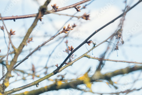 new spring buds on a tree branch in early spring Sunset dawn evening © Mk16.15