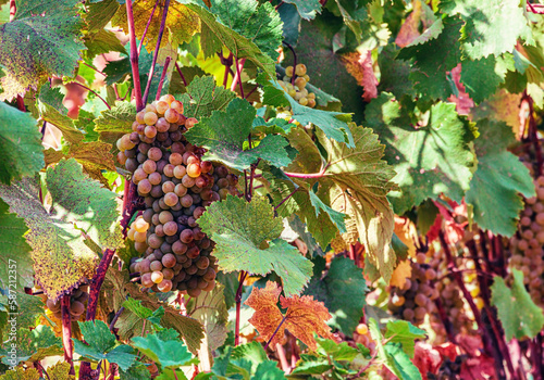 Ripe branch of grapes. Closeup photo of grape at vineyard