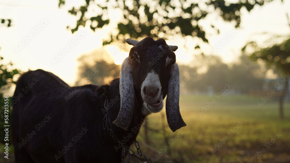 Fototapeta premium A goat looking at the camera in the foggy morning background. Portrait of a black goat standing in the sunlight background in field. Long ears goat, Domestic animals in Indian village.