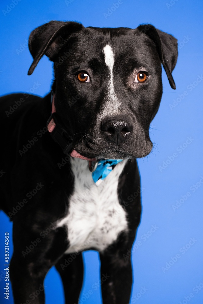 Portrait of an adorable black and white dog with a collar on blue background - dog up for adoption Portrait of an adorable black and white dog with a collar on blue background - dog up for adoption