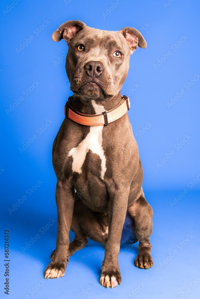 An adorable brown and white pit bull with a collar on blue background - dog up for adoption