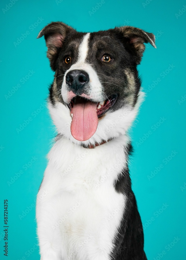 individual mix breed shelter dog poses for a photograph impress future adopters individual mix breed shelter dog poses for a photograph impress future adopters