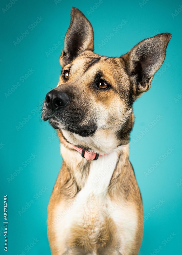 individual mix breed shelter dog poses for a photograph impress future adopters individual mix breed shelter dog poses for a photograph impress future adopters