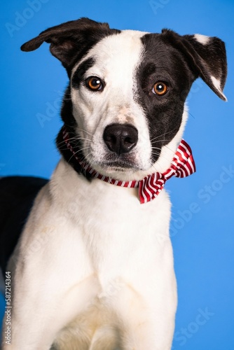 Portrait of an adorable white and black dog with a bow tie on blue background - dog up for adoption
