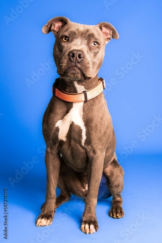 An adorable brown and white pit bull with a collar on blue background - dog up for adoption © Escape Your Mind Photography/Wirestock Creators