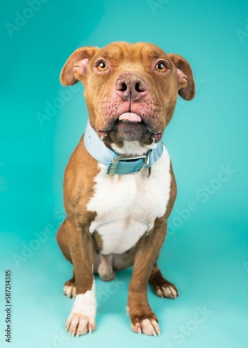 individual mix breed shelter dog poses for a photograph impress future adopters