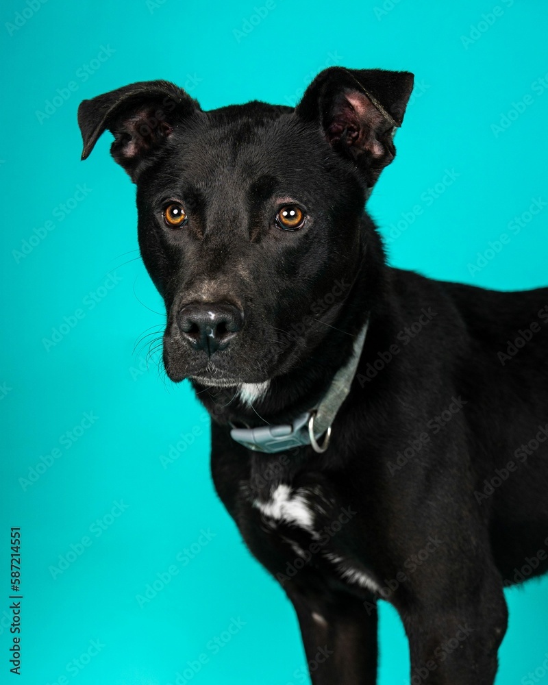 individual shelter mix breed dog poses for adoption photos