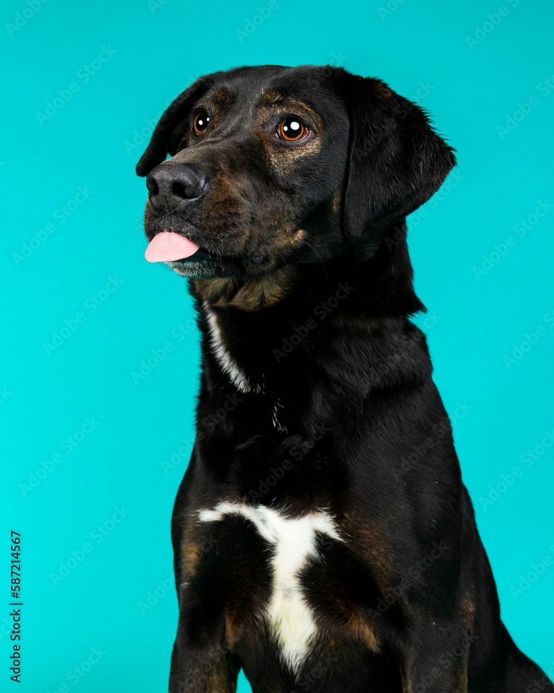 Obraz premium individual shelter mix breed dog poses for adoption photos