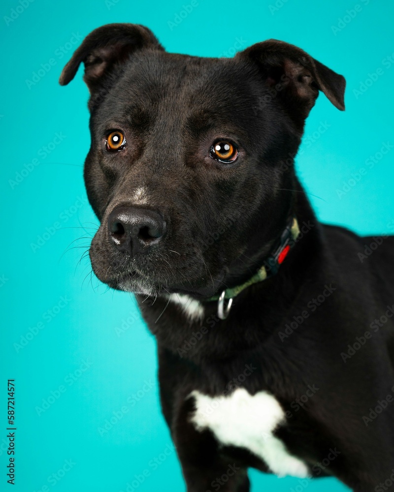 individual shelter mix breed dog poses for adoption photos