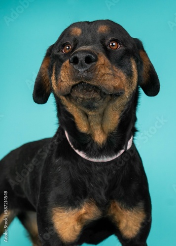 individual shelter mix breed dog poses for adoption photos © Escape Your Mind Photography/Wirestock Creators