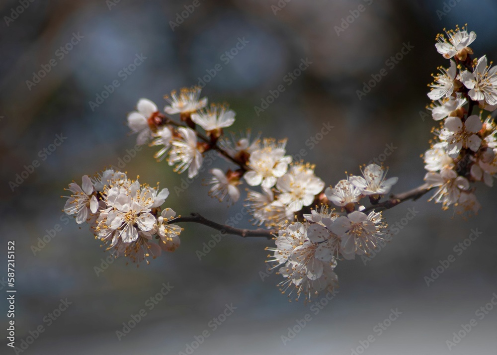 White flowers on a branch of cherry blossoms White flowers on a branch of cherry blossoms