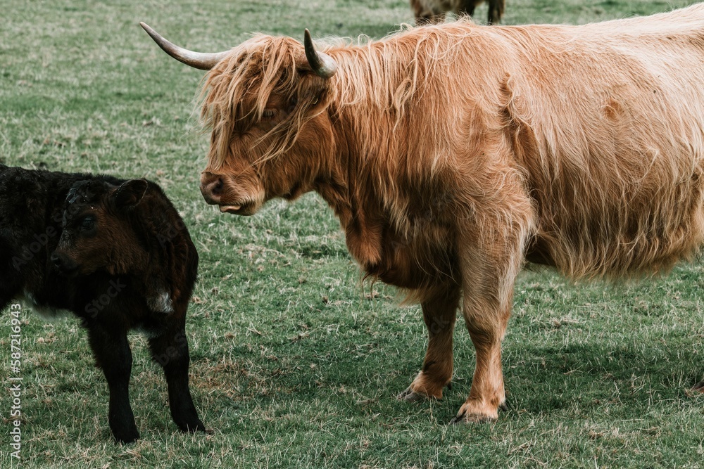 Highland cow and calf on a greenfield in Scotland Highland cow and calf on a greenfield in Scotland
